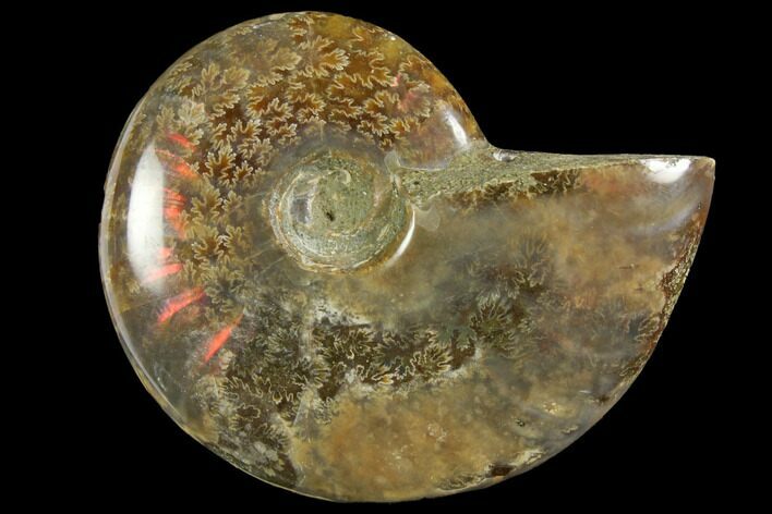 Red Flash Ammonite Fossil - Madagascar #151778